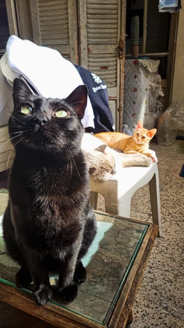 Black Kinder sitting on a table with orange Biscuit resting on a chair behind