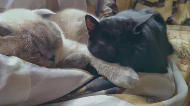 Cream-coloured Lotus and black Kinder resting close together on a blanket