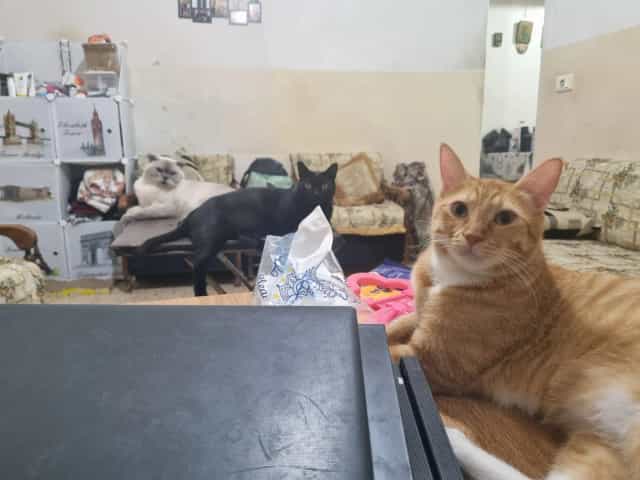 Orange Biscuit in the foreground, black Kinder on the sofa, and cream Lotus resting behind
