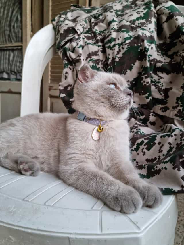 Lotus sitting on a white chair and looking upward