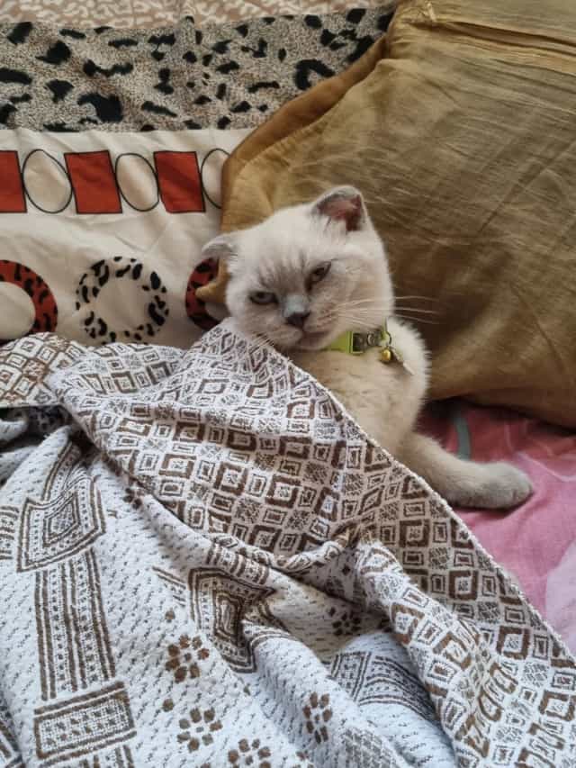 Lotus resting among patterned cushions on the sofa