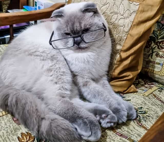 Lotus resting with a pair of glasses balanced on his face