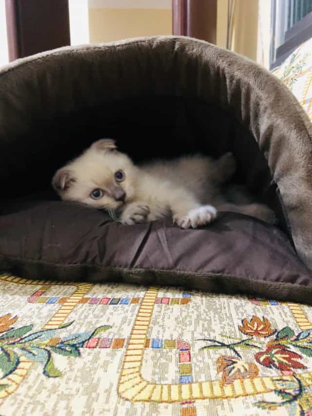 Blue-eyed kitten Lotus curled inside a dark brown pet bed