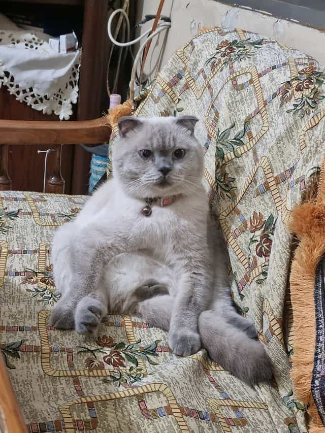 Lotus sitting upright on a patterned chair