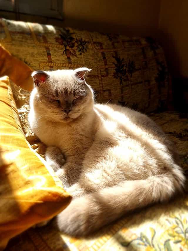 Lotus grooming and stretching one rear leg in sunlight