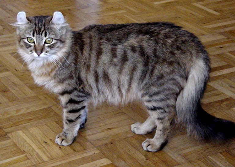 An American Curl youngster. One parent breed, photographed at home.