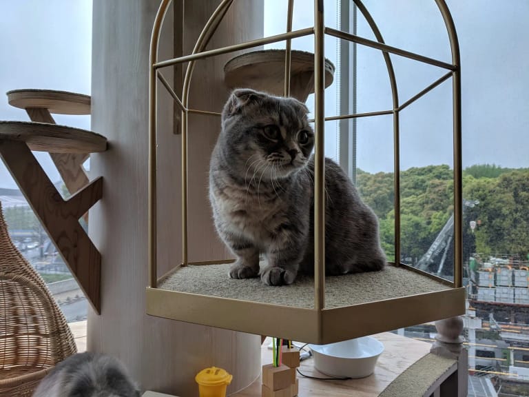 A cat described by the photographer as a Fold–Munchkin, in a Tokyo cat café. A different cat from the published case.