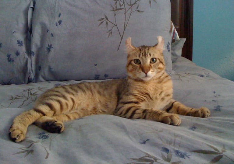 Hugo, a Highlander. A look at one parent breed of this mix.
