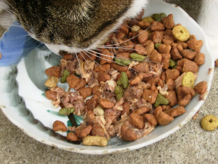 A feeding setup with wet and dry food. This cat is not Lotus.