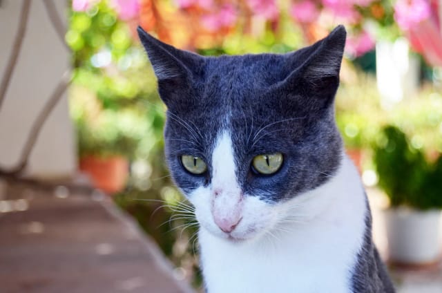 A grey and white domestic cat photographed with both upright ears visible