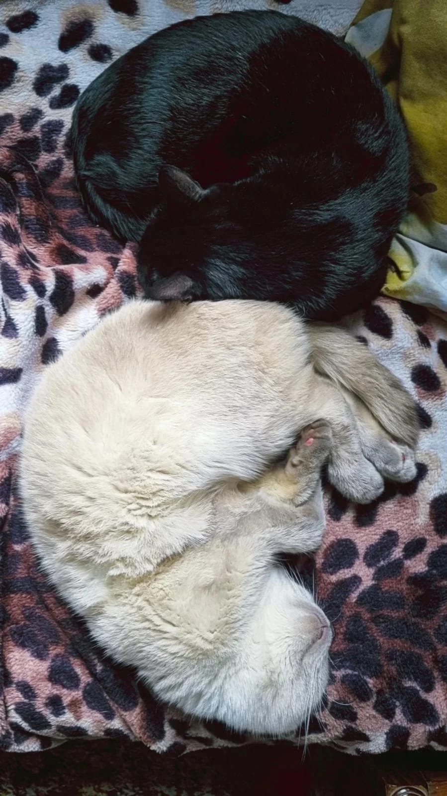 Black Kinder and cream Lotus sleeping next to each other, seen from above