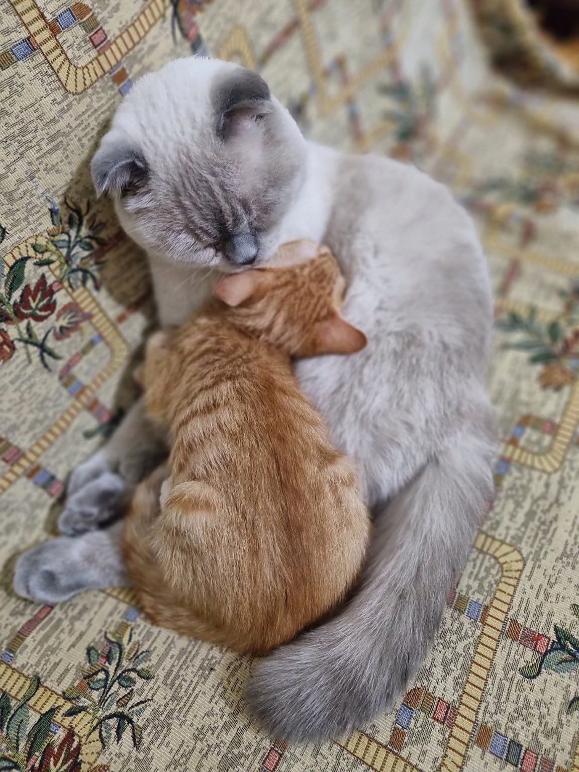 Lotus cuddling orange Biscuit on a patterned sofa