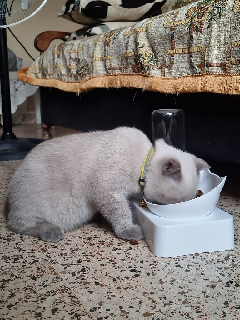 Lotus eating from a raised white bowl