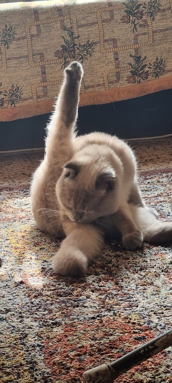 Lotus grooming a raised rear leg on a rug