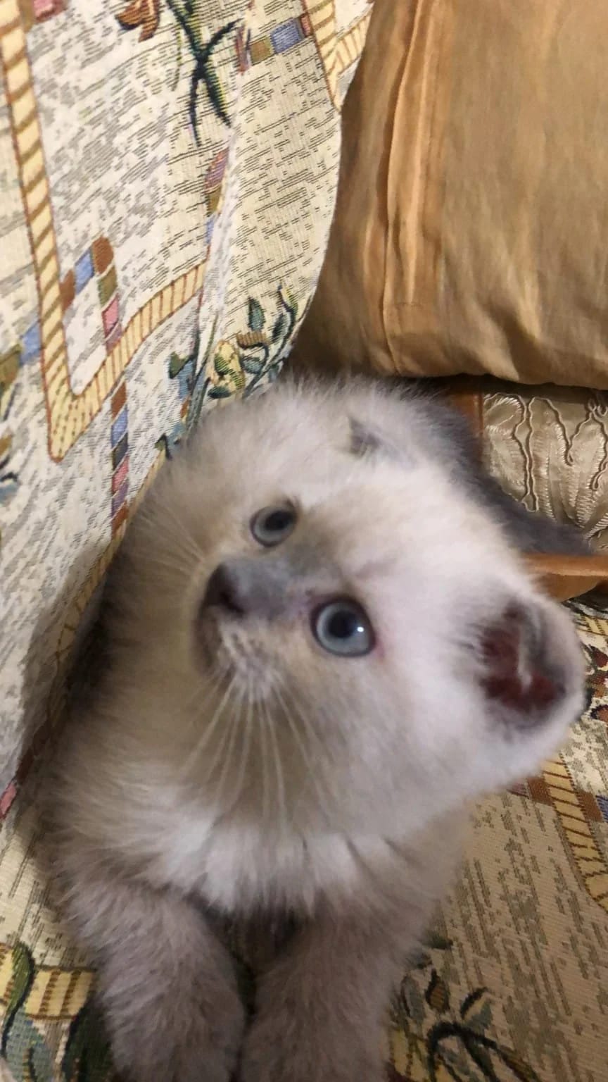 Kitten Lotus with blue eyes looking upward on a patterned sofa