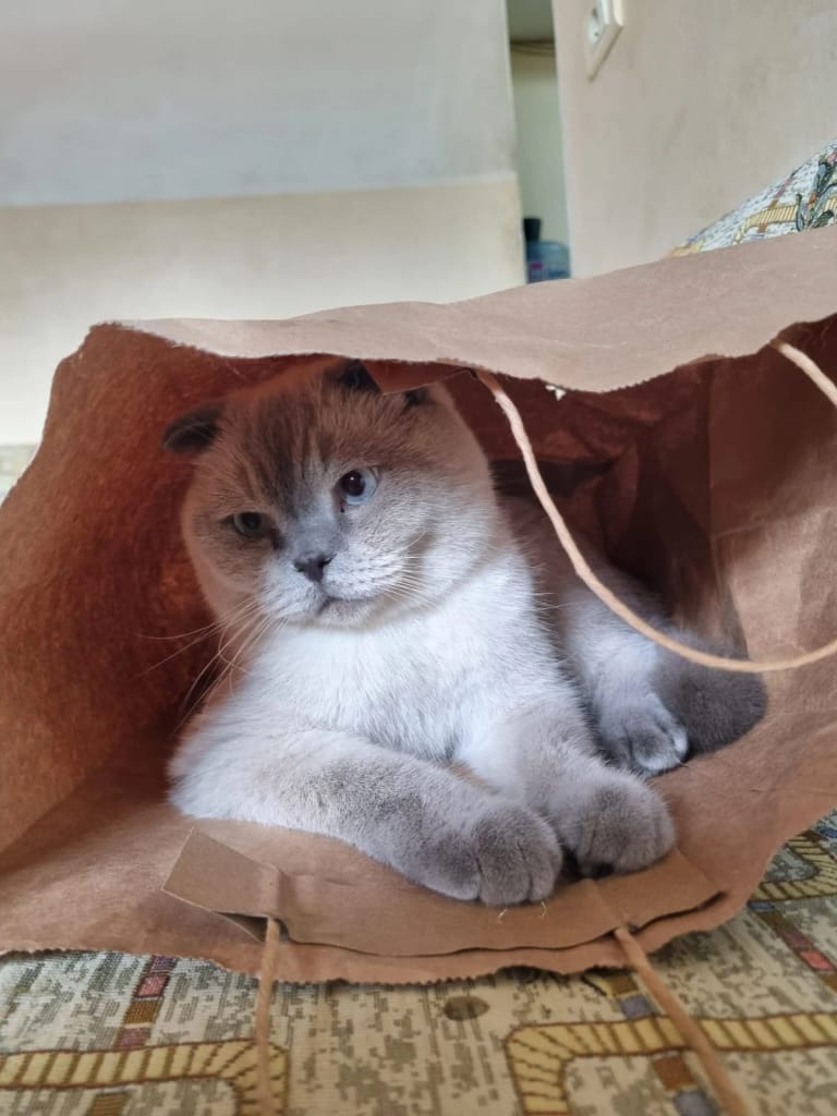 Lotus sitting inside an open brown paper bag on the sofa