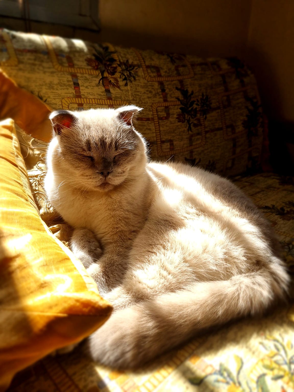 Lotus grooming and stretching one rear leg in sunlight