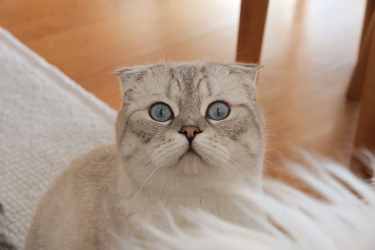 A Scottish Fold in an illustrative breed photograph