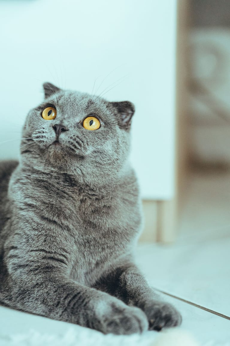 A Scottish Fold in an illustrative breed photograph