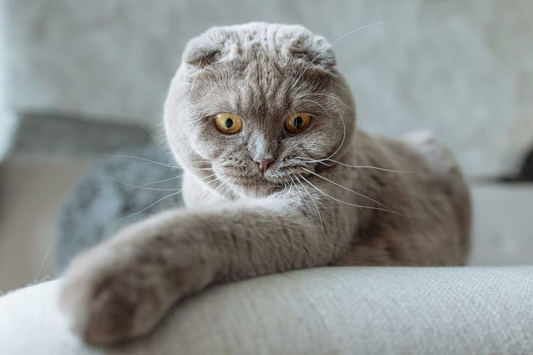 A Scottish Fold in an illustrative breed photograph