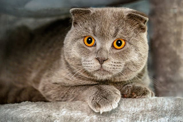A grey Scottish Fold photographed face-on, showing ears folded forward