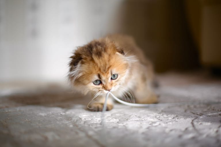 A Scottish Fold in an illustrative breed photograph