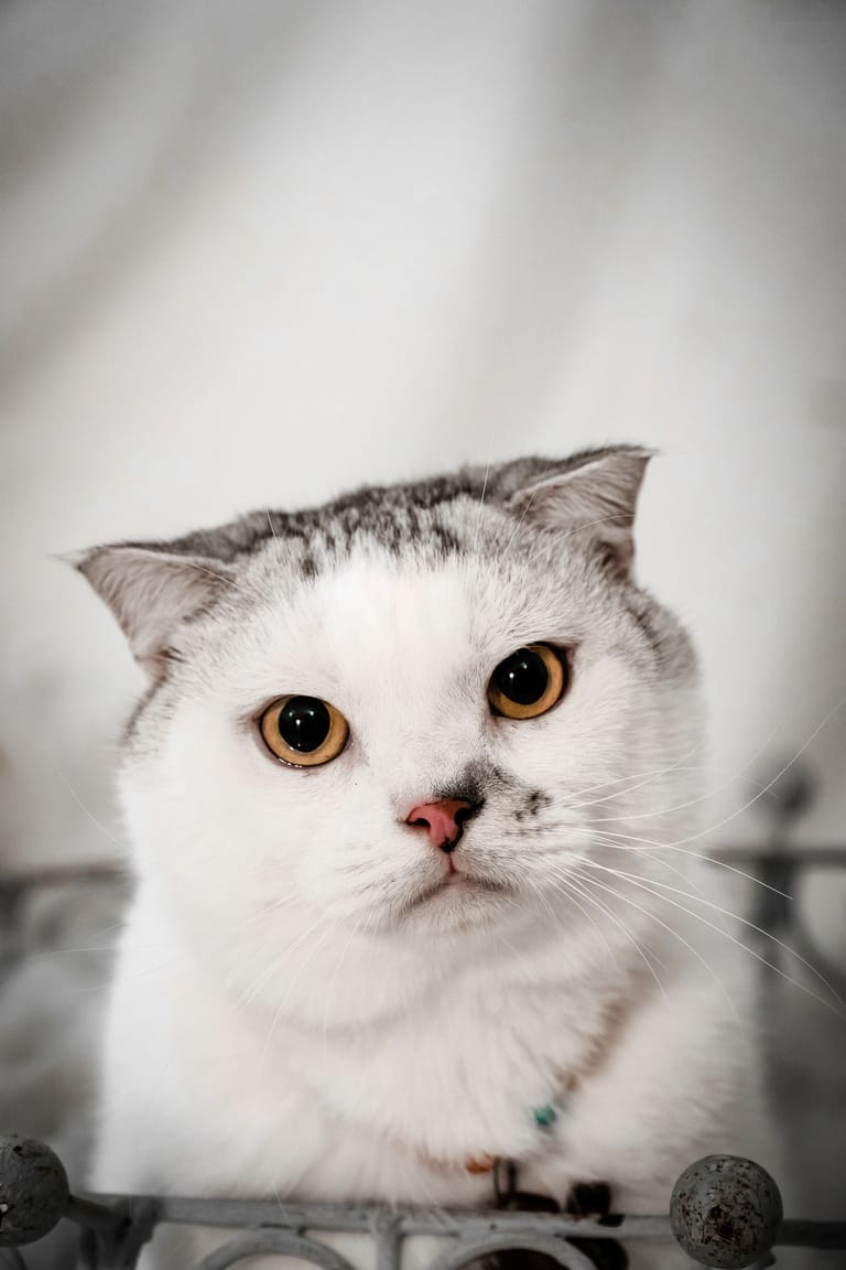 A Scottish Fold in an illustrative breed photograph