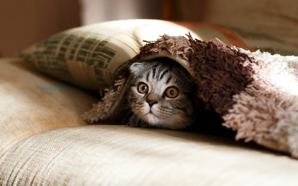 A brown Scottish Fold peeking out from a warm blanket